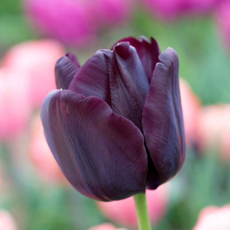 Tulpan 'Paul Scherer'